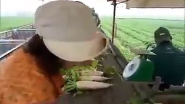 Японцы собирают урожай редьки