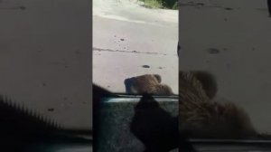 Харампурское место рождение