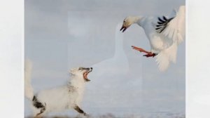 "Друзья" - слайд для детей / новый детский христианский рассказ о животных / МСЦ ЕХБ
