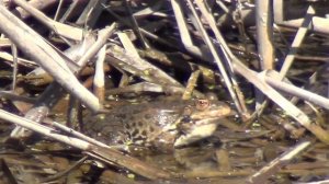 Лягушка Свияга Ульяновск 10 мая 2013г Часть 3