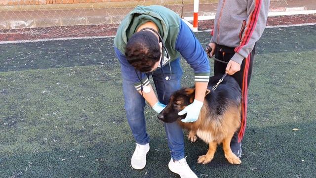 حلقات الكشف الطبي للاطمئنان على صحة الكلاب смотреть онлайн