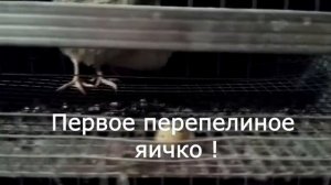 Первое перепелиное яйцо молодняка !