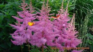 Астильба арендса Аметист (astilbe x arendsii amethyst) ? обзор: как сажать, рассада астильбы Аметис