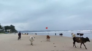 Cavelossim  beach