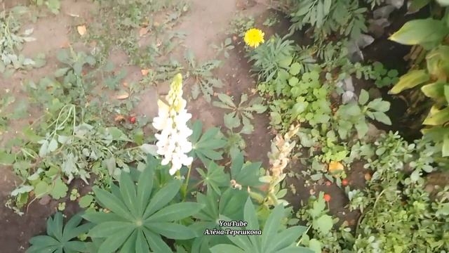 Северный Казахстан/Домик в деревне/Наружный ремонт дома/Семья в деревне/ смотреть онлайн