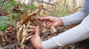 Поездка за грибами, осень
