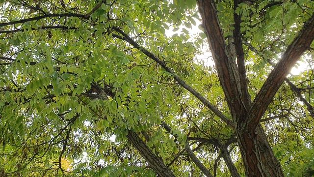 Обзор влогов \ Екатерина Сайбель \ Катя считает, что ей все должны \ Бурная реакция Клима смотреть онлайн