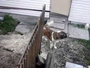 Московская сторожевая Ю Питер Московский 2009 год