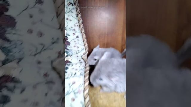про шиншилл | уход и содержание шиншилл