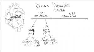 Физиология Сердца. Цикл работы сердца. Давление в полостях сердца.
