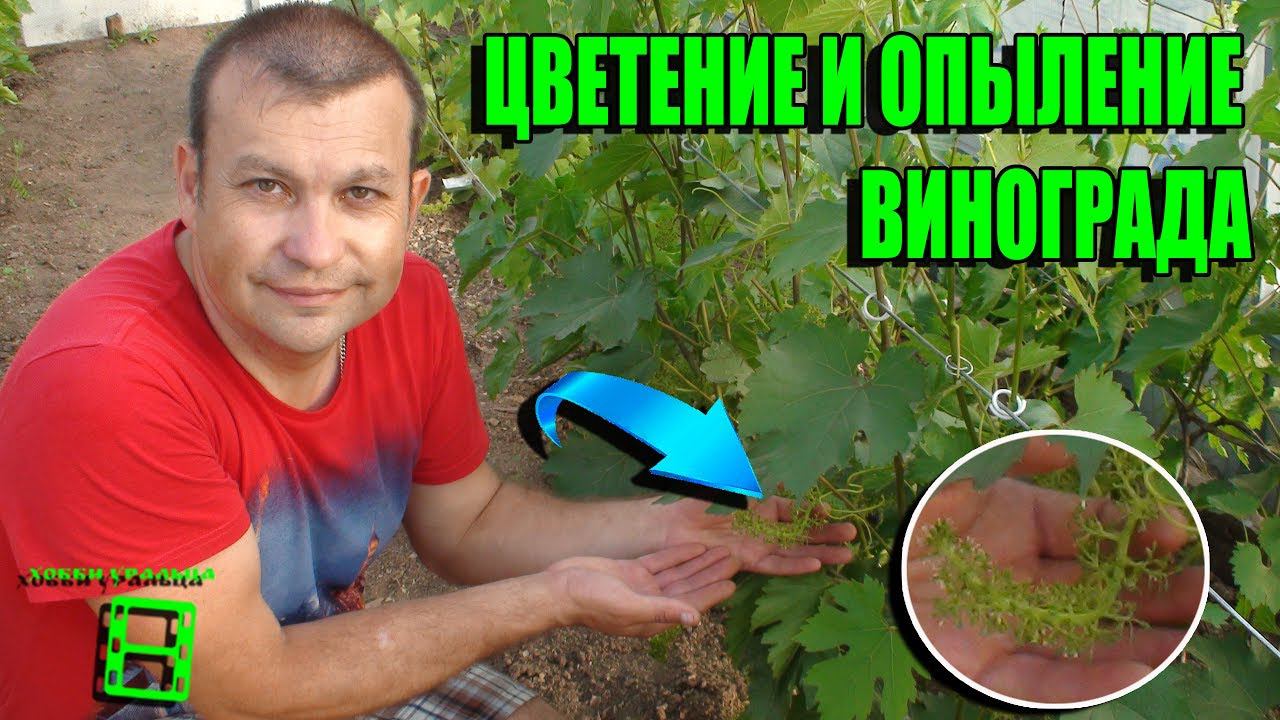 ОПЫЛЕНИЕ ВИНОГРАДА. ЦВЕТЕНИЕ. ТИПЫ ЦВЕТКОВ. ВЫРАЩИВАНИЕ ВИНОГРАДА В ТЕПЛИЦЕ. СЕВЕРНЫЙ ВИНОГРАДНИК