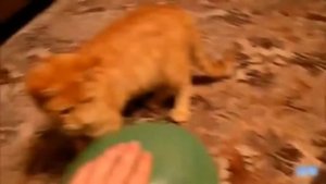 Коты!!! Приколы!!!Лопают шарики!!!
