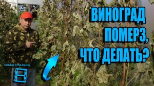 ЗАМОРОЗОК НА ВИНОГРАДНИКЕ ОСЕНЬЮ. ВИНОГРАД ПОМЕРЗ, ЧТО ДЕЛАТЬ? ВЫРАЩИВАНИЕ ВИНОГРАДА В ТЕПЛИЦЕ