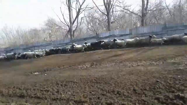 Очень большая отара овец. смотреть онлайн