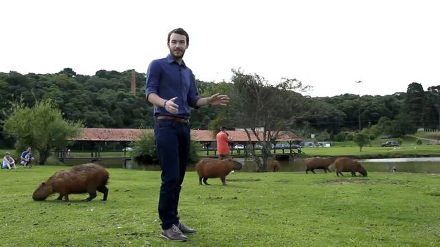 Капибара смотреть онлайн