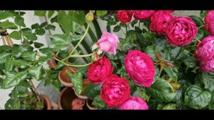 Переливающаяся малиново-фиолетовым цветом пион видная #роза #Ascot #Аскот