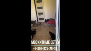 Москитная сетка - Антикошка спасет от любого кота