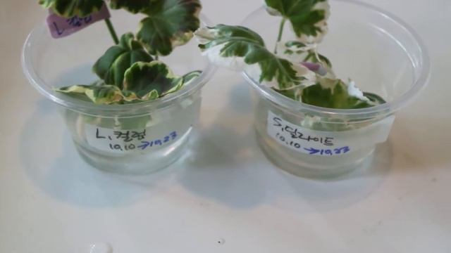 190.Propagation  of Pelargonium in water 펠라고늄(제라늄) 물꽂이 번식 смотреть онлайн