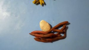 Моя пластилиновая ворона