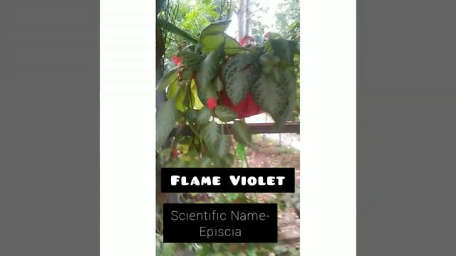 15 Low cost fast growing hanging plants/Malayalam/