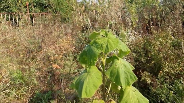 🏡 Моя дача. Малинка. 31 августа 2021 смотреть онлайн