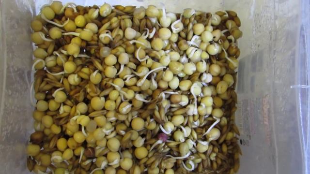 ♣ Влияние цвета спектра на рост растений. Светодиоды 60Вт. Полное видео ♣ смотреть онлайн