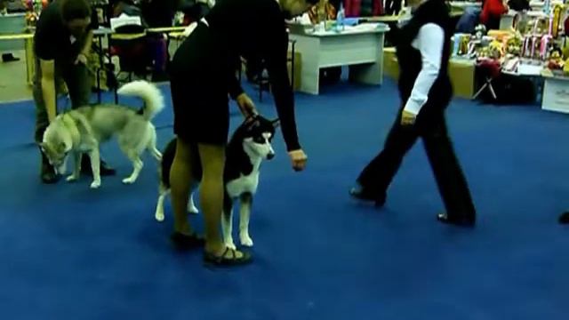 Ярославль  Выставка собак 01 12 12