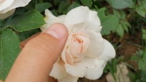 Как бледно отцветает роза Остина 'Спирит оф фридом'.