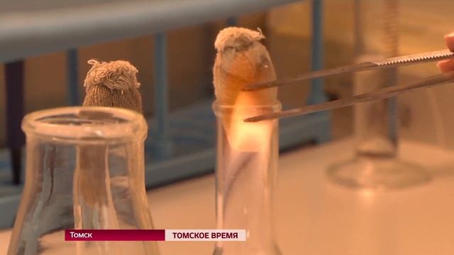 Очищать питьевую воду от примесей с помощью плесени предлагают томские ученые смотреть онлайн