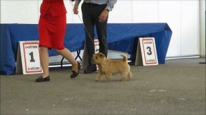 Норфолк терьер 30 06 2019 СПб CACIB