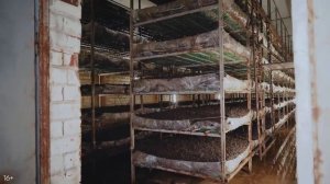 Бизнес в гараже. Выращивание шампиньонов. Бизнес с нуля