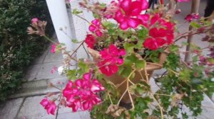 Пеларгонии  из открытого грунта в горшки ?