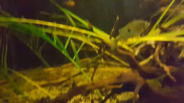 Species Spotlight: Serpae Tetra (Hyphessobrycon eques) смотреть онлайн