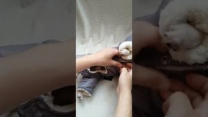 Комбинезон для собак мальчиков с закрытым животом