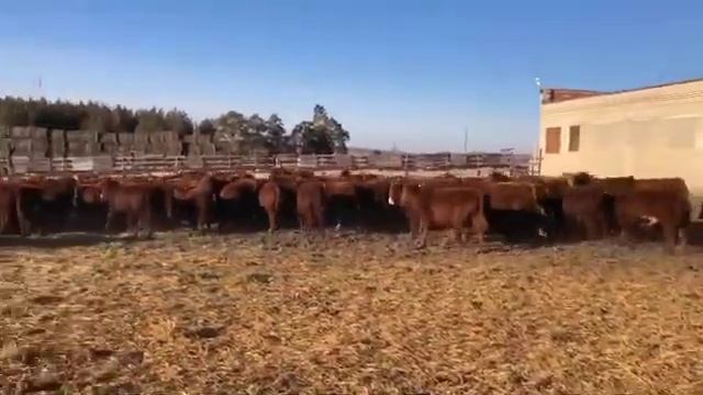 Племенные бычки Калмыцкой породы смотреть онлайн