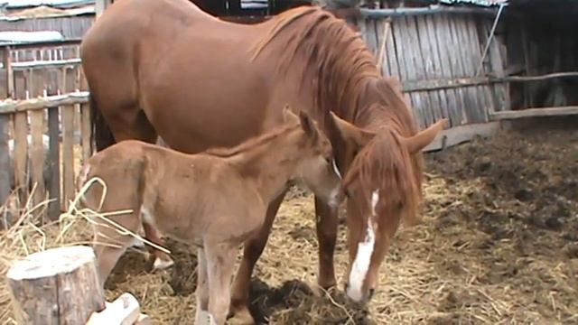 КОБЫЛА ПРИНЕСЛА КОБЫЛКУ смотреть онлайн