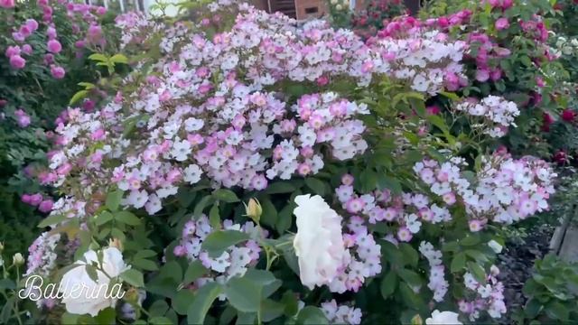 Обзор семи сортов роз! смотреть онлайн