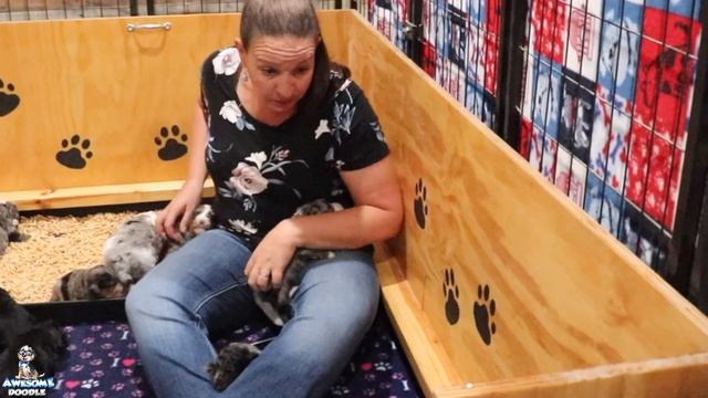 Kindle's AussieDoodle Puppies at 3 weeks old смотреть онлайн