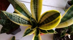 Почему пестролистные сансевьеры меняют цвет. Две причины! //Sanseviera care and reproduction//