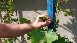 Обработка винограда после дождя до цветения!!!