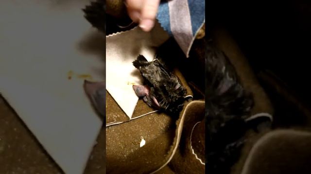 Птенцы.Третий день после спасения. смотреть онлайн