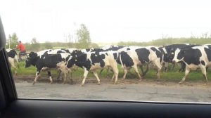 Далеко, далеко На лугу пасутся ко…