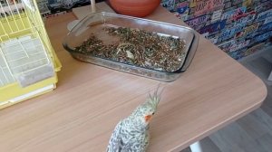 Может ли корелла дружить с волнистым попугаем?