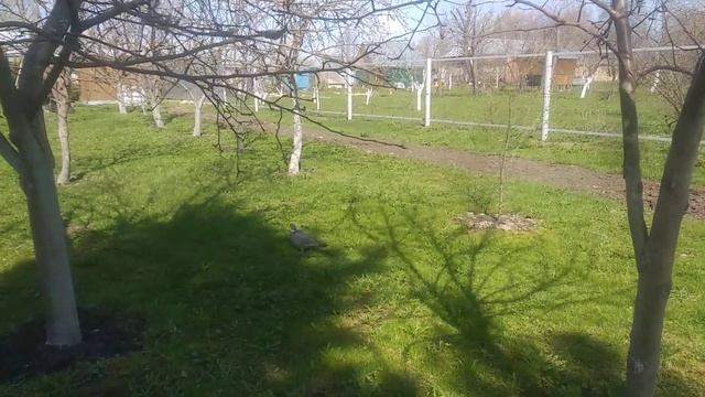 Лесной голубь вьет гнездо на участке смотреть онлайн