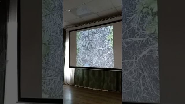 Медведи Камчатки. Следы и встречи. Безопасность. Экология Камчатки.
