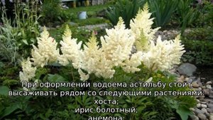 Астильба в ландшафтном дизайне
