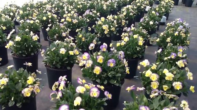 Viola Etain смотреть онлайн