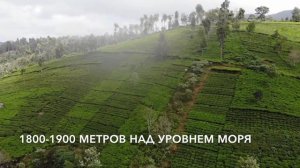 Индийский чай из Нилгири (голубые горы) ручное производство чая в Индии