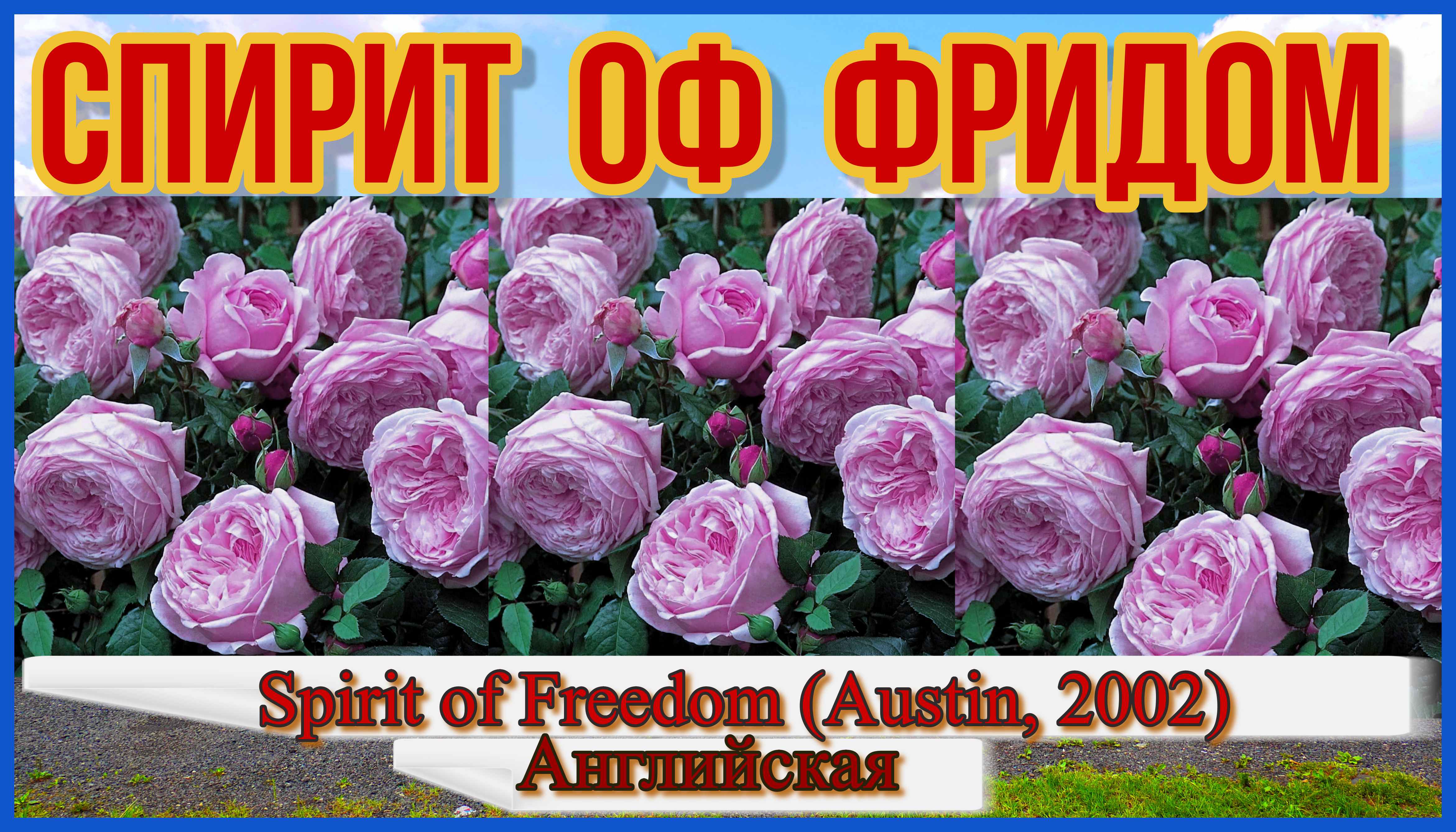 Роза Спирит оф Фридом (Английская) - Spirit of Freedom (Austin, 2002)