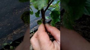 Методы прививки. Летняя прививка почкой